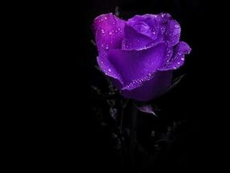 Purple Roses Wallpaper