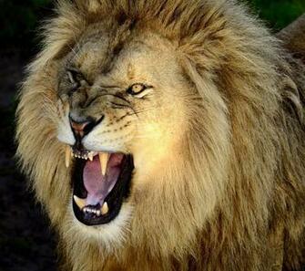 Lion Face Wallpaper