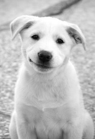 Smiling Dog Picture And Image Quoteko