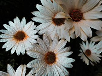Daisy Aesthetic Wallpaper