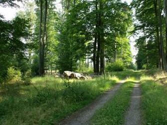 Summer Forest Desktop Pc And Mac Wallpaper