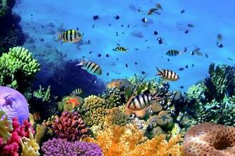 Underwater Ocean Fishes Coral Reef Fish Wallpaper