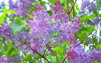 Wallpaper Tags Spring Tree Leaves Lilacs Purple Green