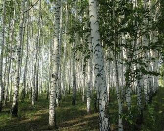 White Birch Tree Forest Wallpaper Hq Desktop