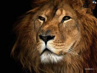 Lions Wallpaper