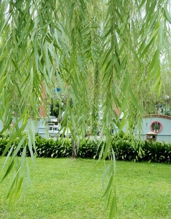Pin Weeping Willow Wallpaper
