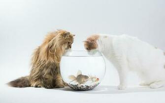Cats Fish Bowl