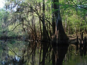 Swamp Background