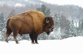 American Bison Computer Wallpaper Desktop Background