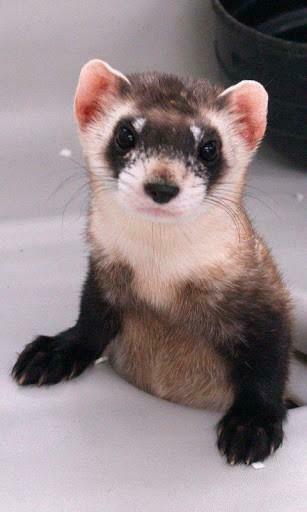 Ferret Wallpaper And Background Application With Beautiful High