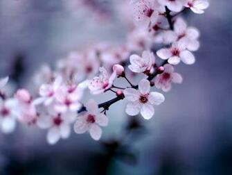 Cherry Blossom Desktop Wallpaper Pre Wallcaper Net