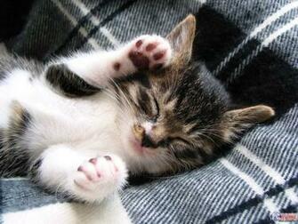 Cute Baby Animals Animal Pictures Of