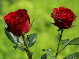 Flowers For Flower Lovers Beautiful Rose Wallpaper
