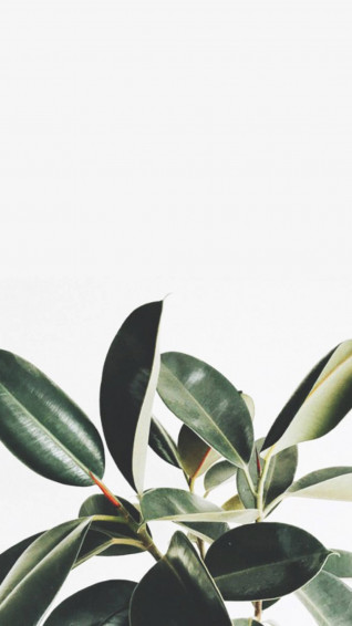 Plants iPhone Wallpaper