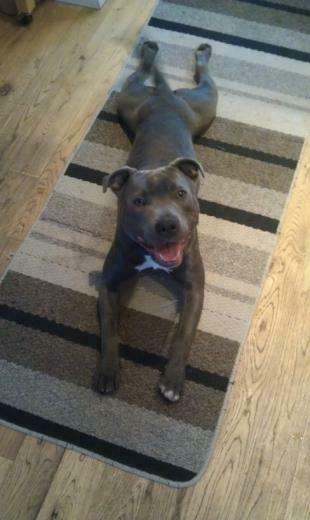 Gray Bull Terrier Staffordshire