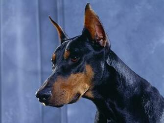 Hq Doberman Pinscher Wallpaper