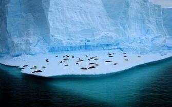Seals Relaxing HD Wallpaper