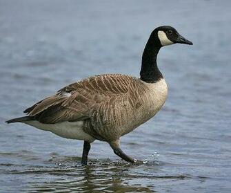 Canada Goose Photos Wallpaper The Fun Bank