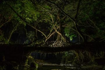 Photos India S Ancient Root Bridges Hold Lessons For The Modern