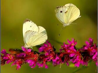 Best HD Butterflies And Flowers Wallpaper X Y D Ng