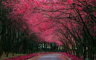 Pink Trees Wallpaper Sf