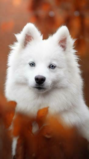 Spitz Pet Dog Pure 4k Ultra HD Mobile Wallpaper