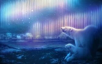 Northern Lights Show Wallpaper Polar Bears Ursa Minor