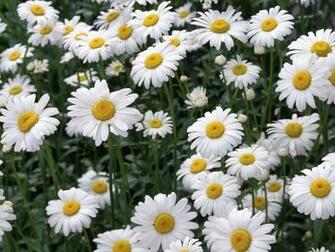Beautiful White Daisy Flowers Wallpaper Urban Art