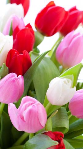 Tulip Phone Wallpaper