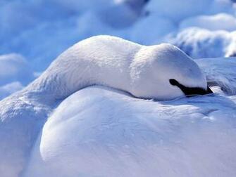 Swan Wallpaper