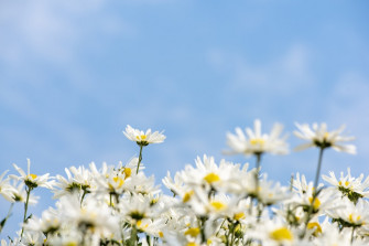 White Flowers Photo Blue Image