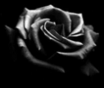 Black Rose Wallpaper Desktop Background