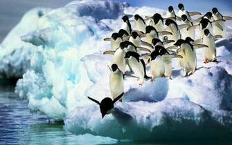 Adelie Penguins HD Wallpaper Background Image Id