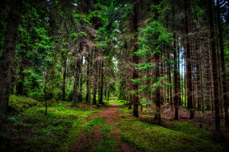 Perfect 4k Desktop Wallpaper Forest You Can Save It Without A Penny