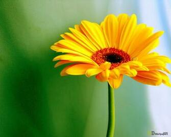 Desktop Wallpaper Yellow Daisy HD
