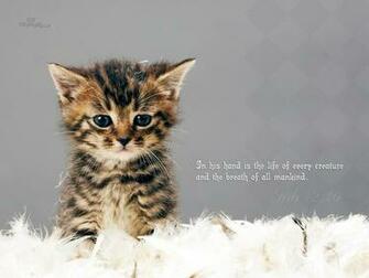 Job Desktop Wallpaper Scripture Verses Background