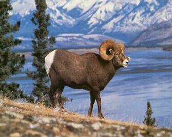 Bighorn Sheep HD Wallpaper Background Of Your Choice