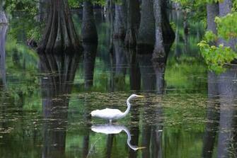 Louisiana Scenery Welcome To The Bayou State