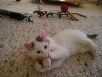 Kitty At Play Wallpaper HD