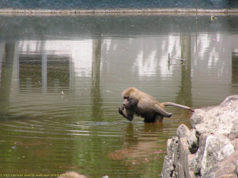 Baboon In Water Picture Desktop Animal Wallpaper Photo