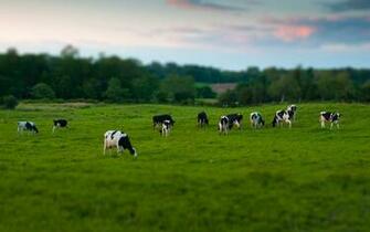 Cow Computer Wallpaper Desktop Background Id