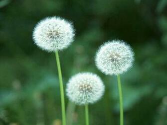 Dandelion Flowers Wallpaper Dandelionflowers Desktop