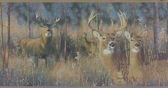 Big Buck Wallpaper Border Fz4460bdb