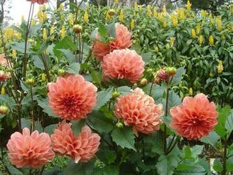 Wallpaper For HD Dahlia Flower