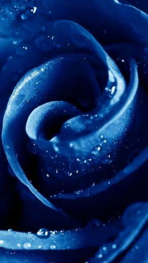 Blue Rose iPhone Wallpaper Daily Pinte