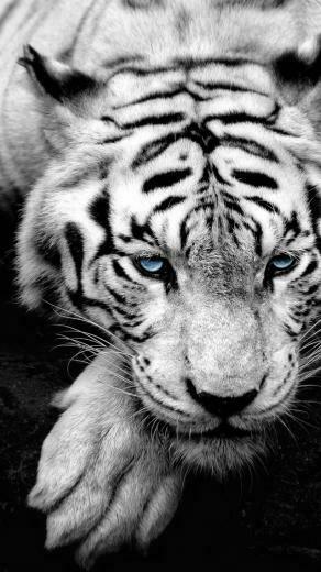 Image Gallery For Wallpaper Of Film American Tiger