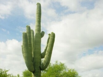 Cactus Wallpaper
