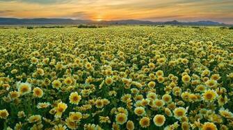 California Monument Plain Wildflowers Wallpaper