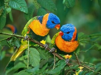 Bird Wallpaper Love Birds Nature