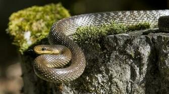 Grass Snake High Definition Wallpaper Unity Pixel